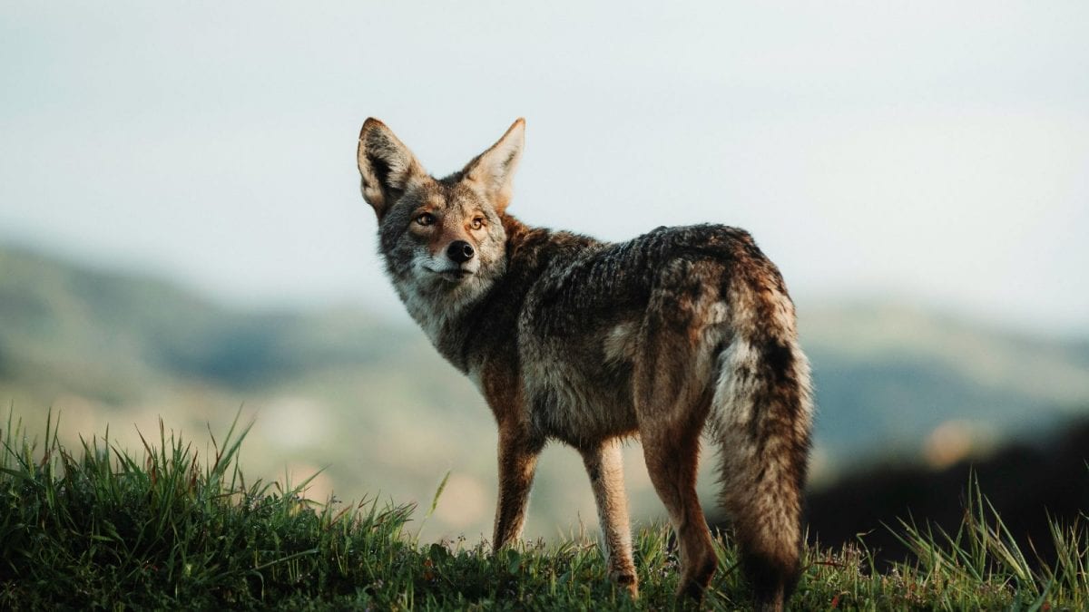 Crucial CCTV Footage Missing As Jackal Killed At Delhi Zoo, Ranger Removed | New-delhi-news News Crucial CCTV Footage Missing As Jackal Killed At Delhi Zoo, Ranger Removed | New-delhi-news News