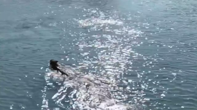 Forest Officer Shares Drone Footage Of Leopard Swimming