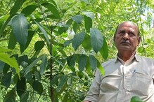 Tree Farming Goldmine: Invest Rs 200 In This Plant, Earn Rs 1 Lakh In Return!