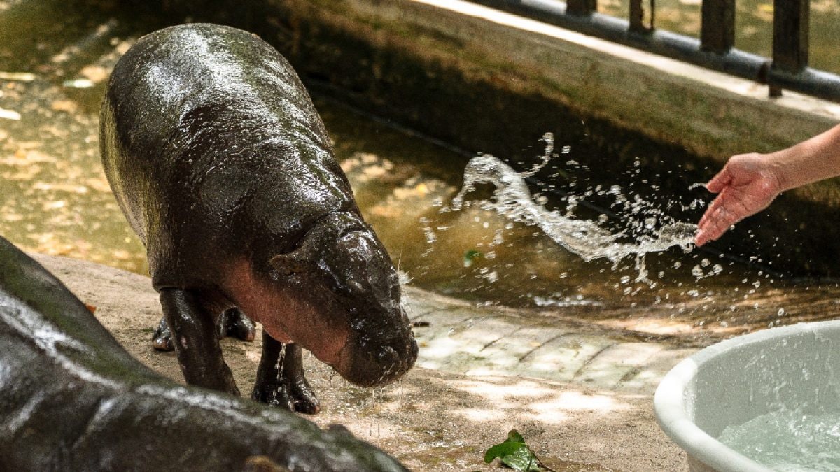 Happy Birthday, Moo Deng! Thailand’s Famous Pygmy Hippo Marks 1 Year Of Cuteness | Watch