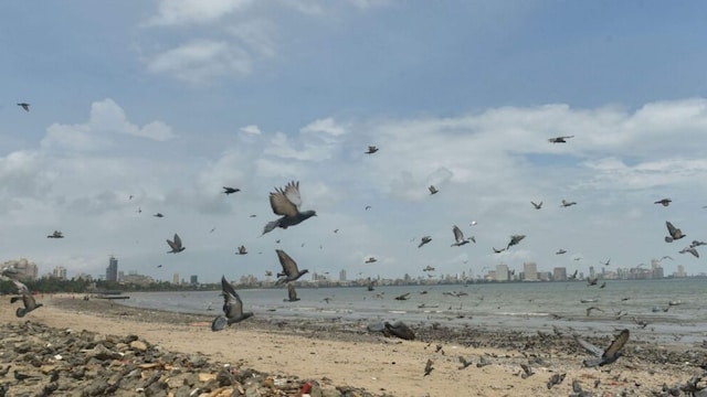 Civic health experts recommend taking proactive steps to pigeon-proof homes and workplaces in Mumbai. (PTI Photo)