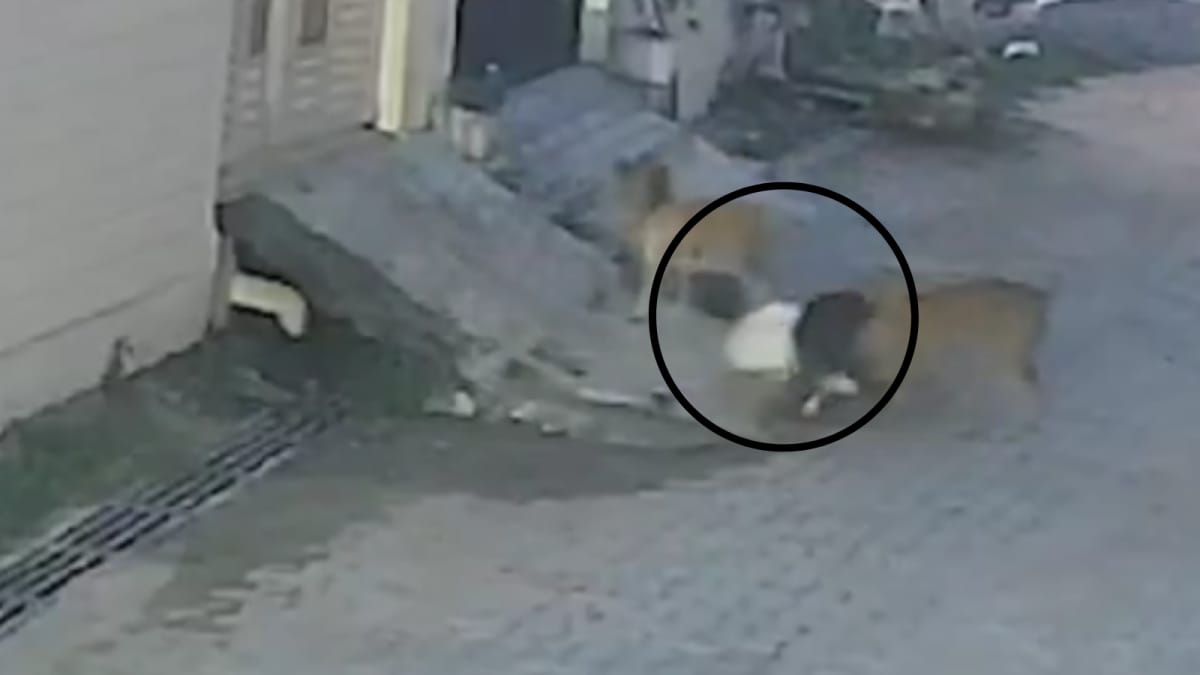 Kid Attacked By Pack of Stray Dogs In UP’s Kushinagar | Video | India ...
