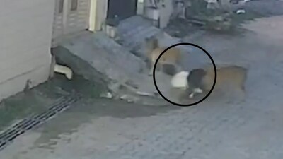 Kid Attacked By Pack of Stray Dogs In UP’s Kushinagar | Video | India ...