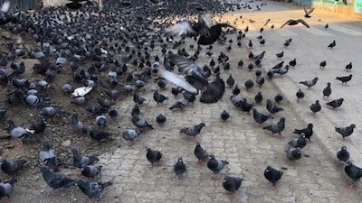 Despite the denial of permission, it has been found people continue to feed pigeons at these 'kabutarkhanas', the court noted on Wednesday. (File)