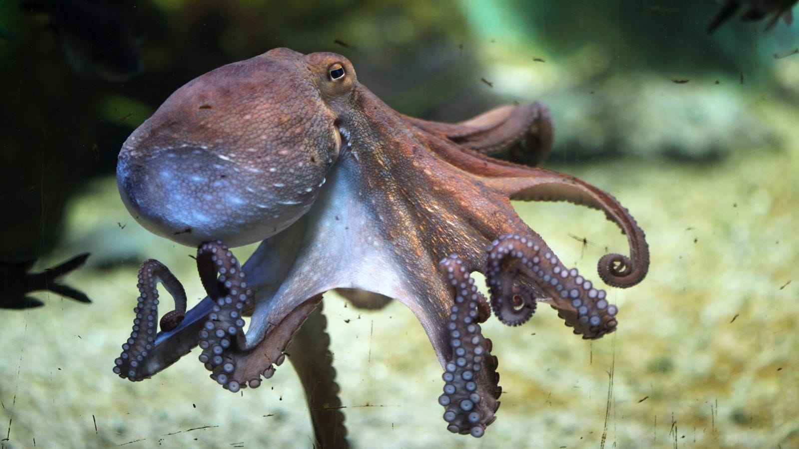 Octopuses