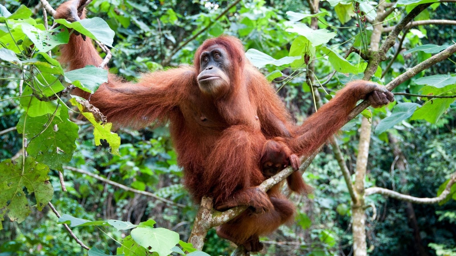 Orangutans