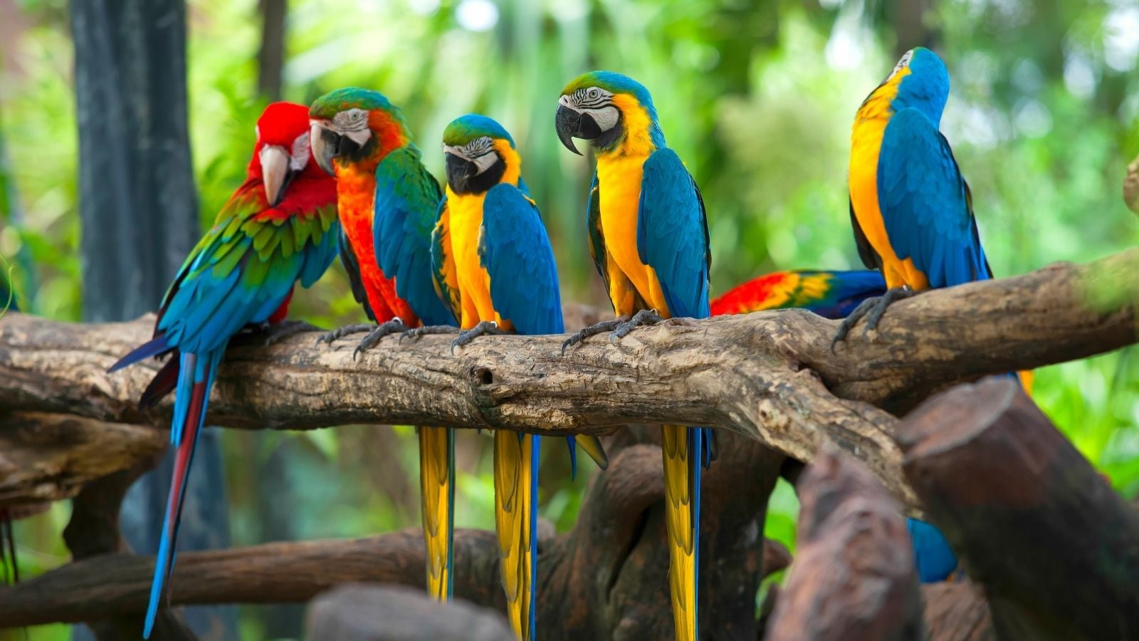 Parrots