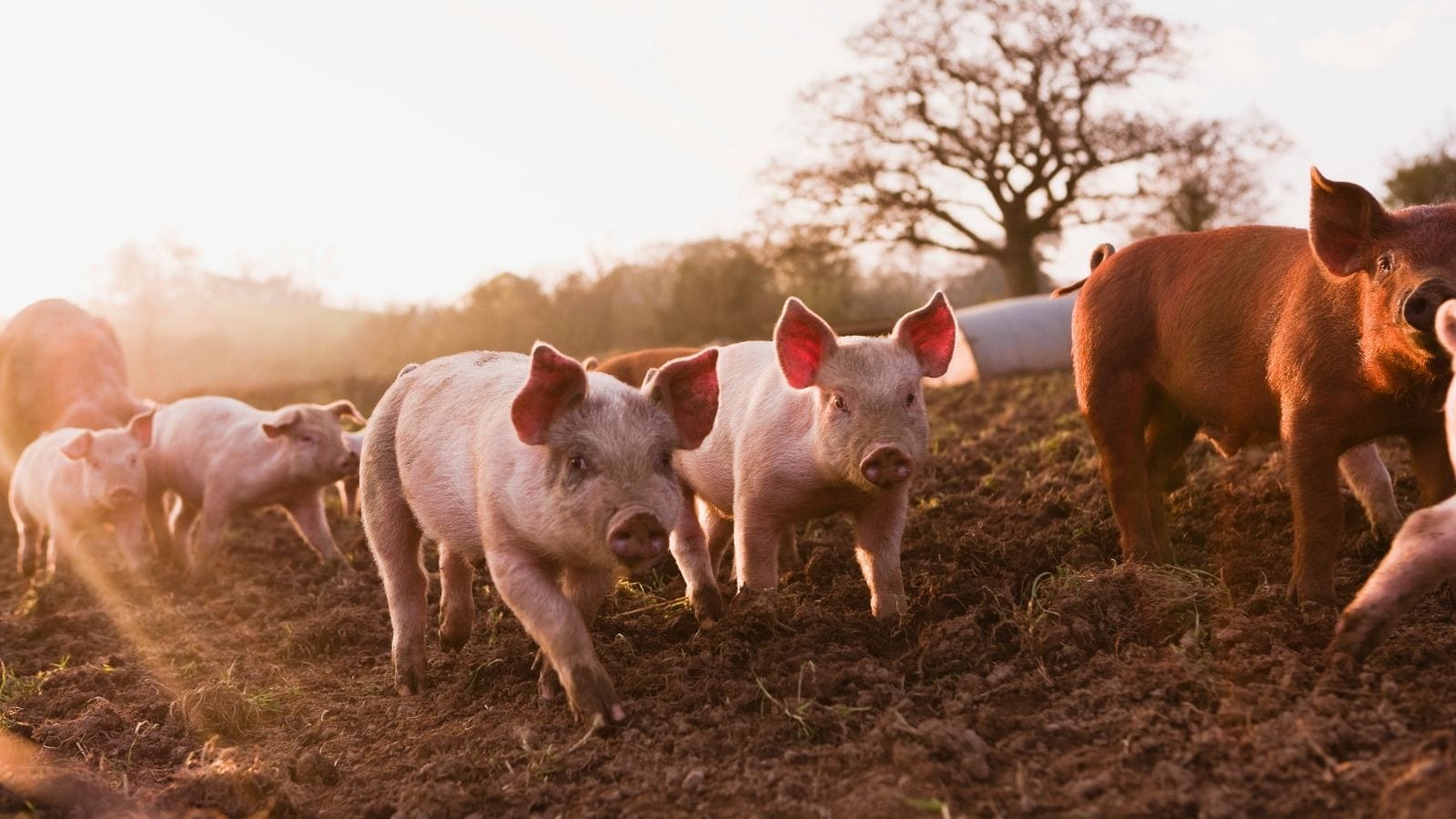 Pigs