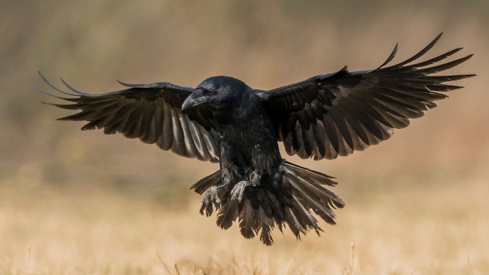 Raven
