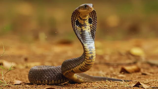 Snake bites rescuer in MP (News18)
