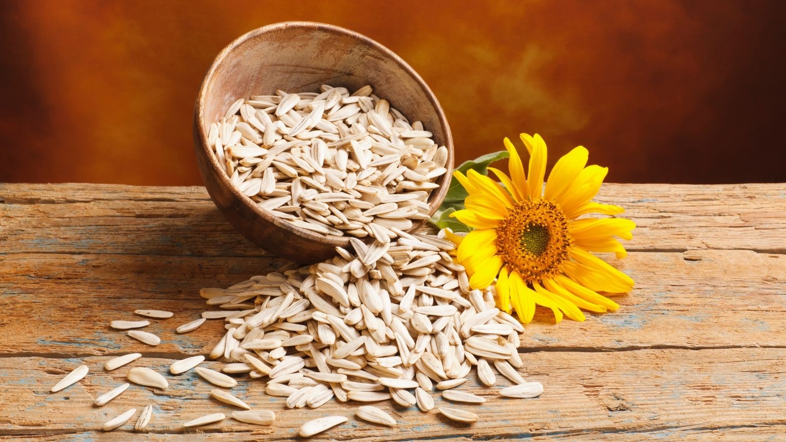 Sunflower Seeds Sunflower Seeds