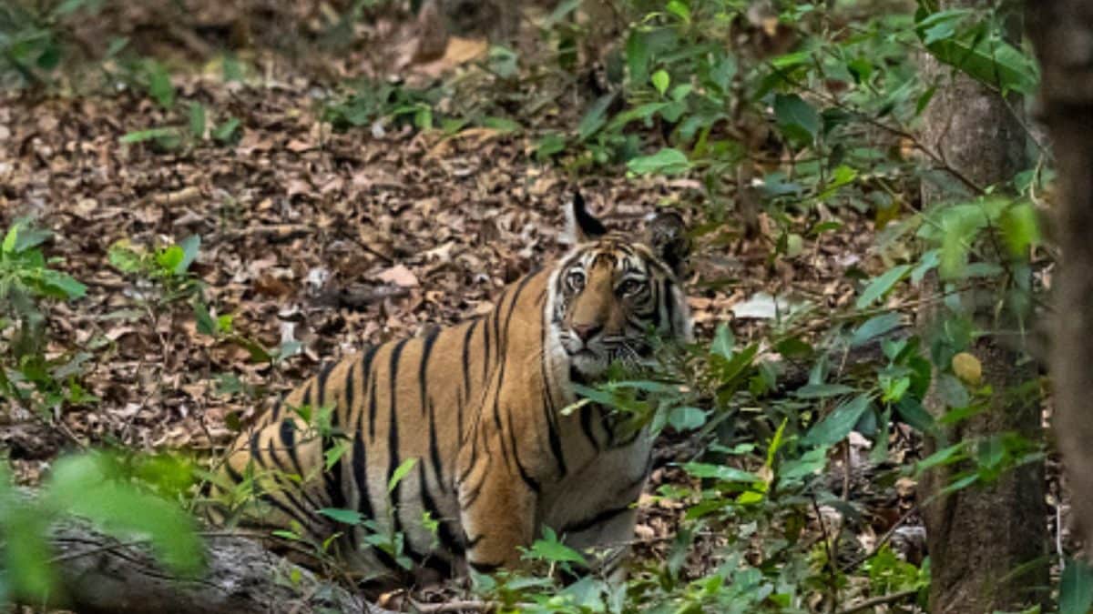 'Earn Your Stripes': Telangana Invites Citizens To Count Tigers