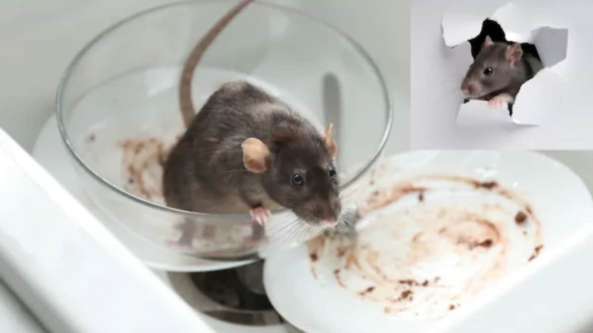 Tips And Tricks: Simple Hack To Get Rid Of Rats Without Mousetraps