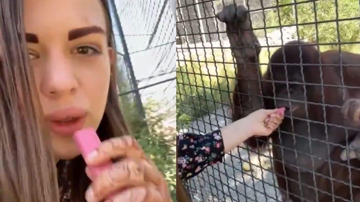 Russian Boxer Faces Backlash For Letting Endangered Orangutan Use Vape Pen | Video