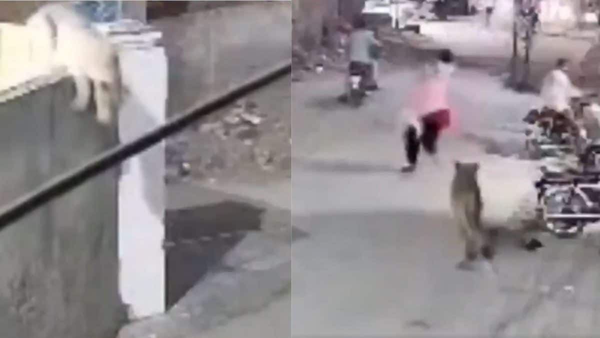 Pet Lion Escapes In Lahore, Attacks Woman And Children On Street | Watch