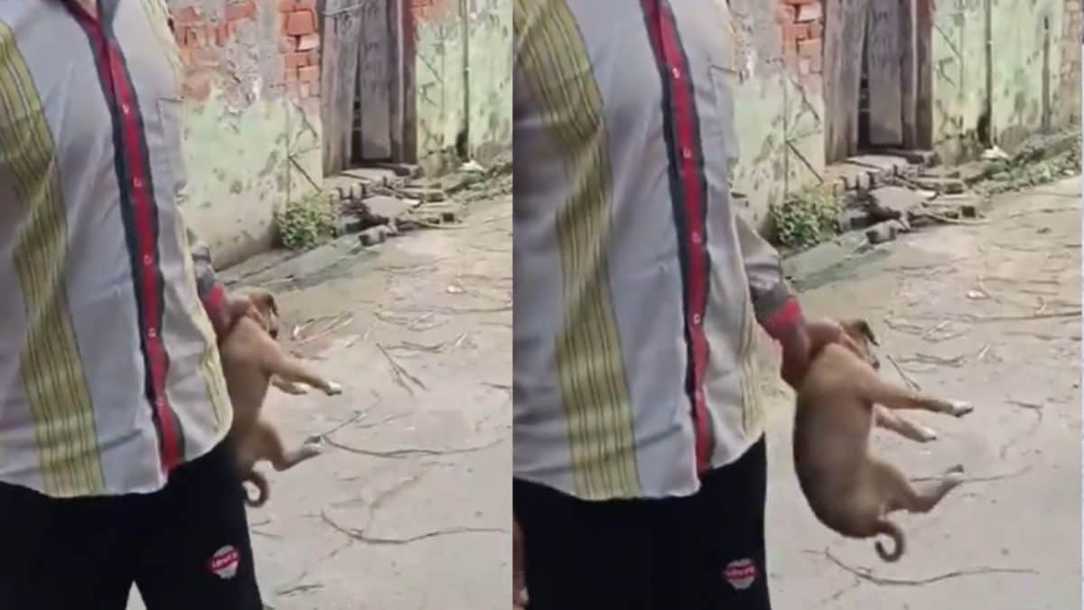 Heartbreaking Video: Mama Dog In Shock As UP Man Brutally Assaults Puppy