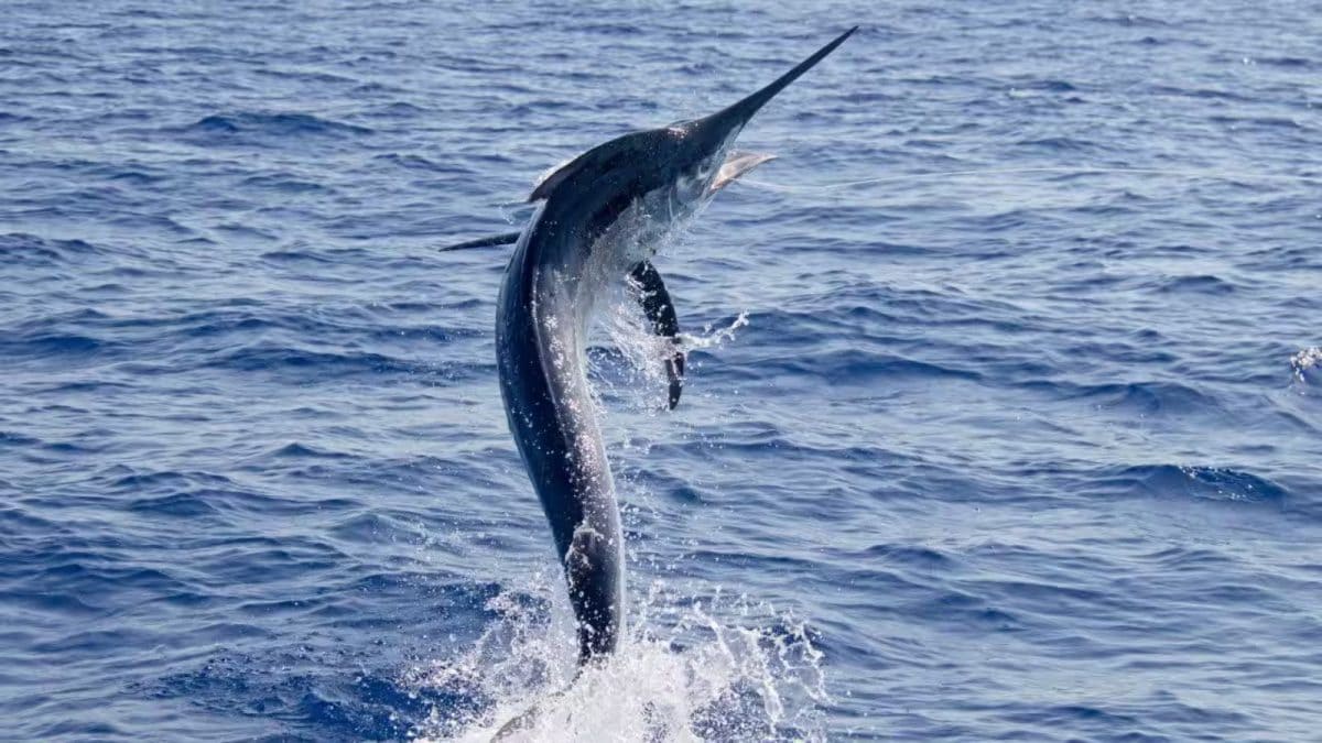What Is Black Marlin, 200-kg Fish That Dragged Andhra Fisherman Into The Sea?