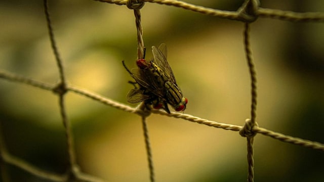 US Plans To Breed Millions Of Flies, Release Them From Planes. (Representative/Pexels)