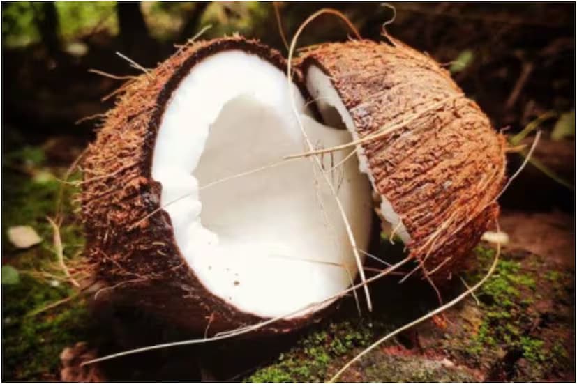 Coconut, also known as ‘Sriphal’, holds a special place in this puja. You must offer some form of prasad made from coconut. White coconut husk should be included in the offering, and the prasad must be consumed afterwards. You may also offer other white items, as they are considered sacred in Lakshmi-Narayan worship.(News18 Bengali) Coconut, also known as ‘Sriphal’, holds a special place in this puja. You must offer some form of prasad made from coconut. White coconut husk should be included in the offering, and the prasad must be consumed afterwards. You may also offer other white items, as they are considered sacred in Lakshmi-Narayan worship.(News18 Bengali)