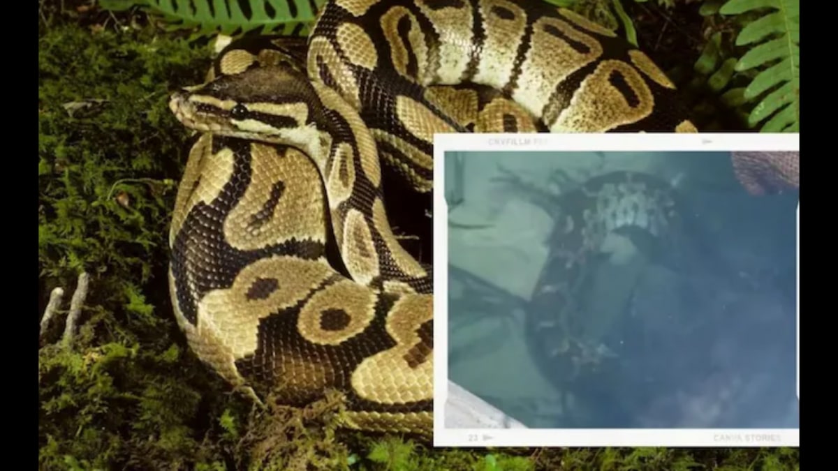 Body Of 63-Year-Old Farmer Found Inside 26-Foot Python On Indonesia's ...