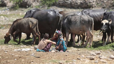 Most state animal husbandry departments continue prioritising goatpox, citing existing stockpiles and lack of directive. (PTI)