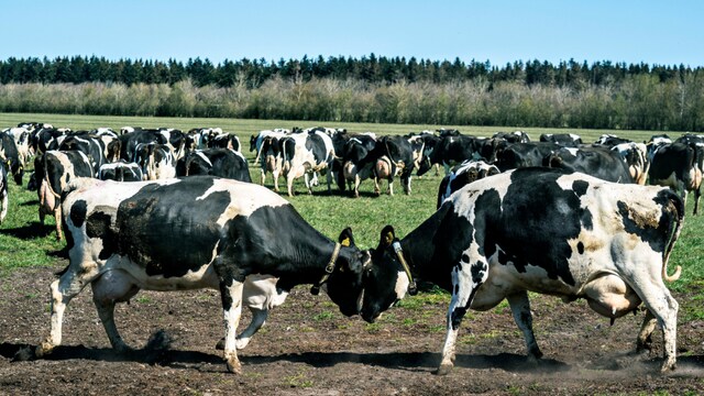 In India, the idea that a cow has been fed meat-based or non-vegetarian fodder is unacceptable to many.  (Representative/AP)