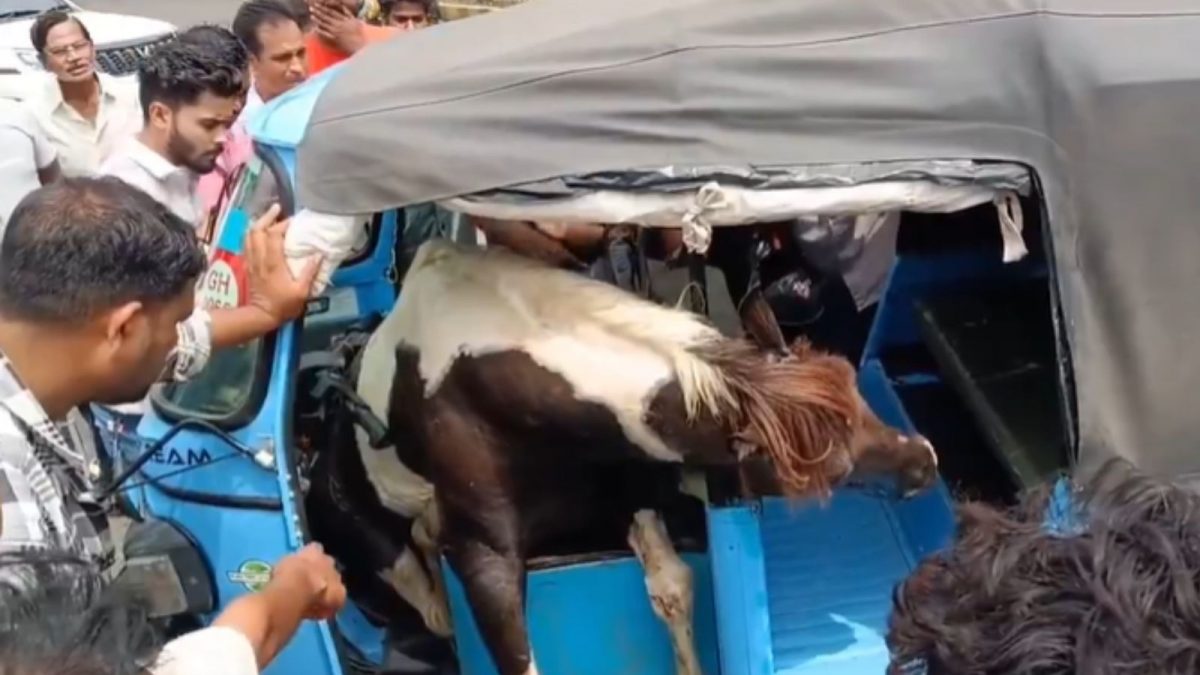 Jabalpur: Horses Fight on Road, One Trapped in Rickshaw