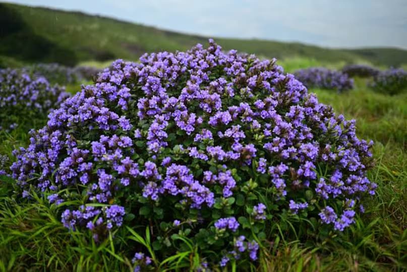 Neelakurinji: Neelakurinji (Strobilanthes kunthiana) is a shrub found mainly in the Western Ghats of Kerala and Tamil Nadu in South India. It blooms once every 12 years, although it is sometimes mistakenly believed to bloom only once in a century. The last bloom occurred in 2018 in Munnar, Kerala, and the next one is expected in 2030. When it blooms, the hillsides turn a stunning shade of bluish-purple, drawing tourists from across the world. (News18 Hindi) Neelakurinji: Neelakurinji (Strobilanthes kunthiana) is a shrub found mainly in the Western Ghats of Kerala and Tamil Nadu in South India. It blooms once every 12 years, although it is sometimes mistakenly believed to bloom only once in a century. The last bloom occurred in 2018 in Munnar, Kerala, and the next one is expected in 2030. When it blooms, the hillsides turn a stunning shade of bluish-purple, drawing tourists from across the world. (News18 Hindi)