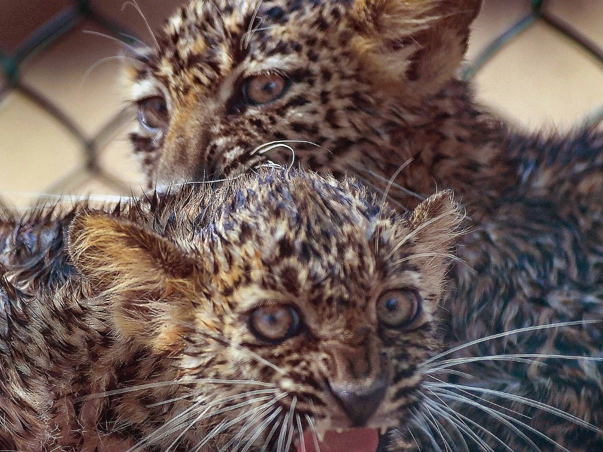 Mumbai's Sanjay Gandhi National Park Houses 54 Leopards: Safari To