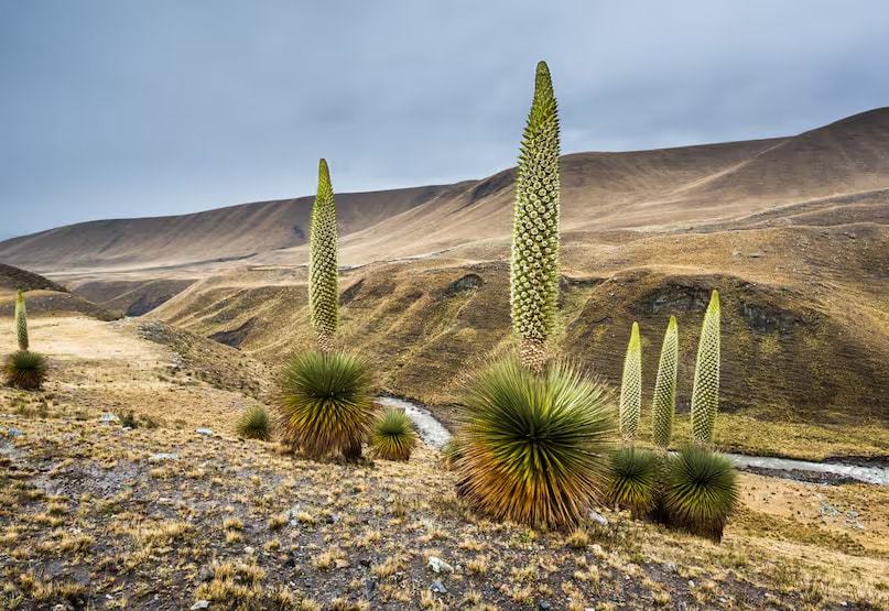 Puya Raimondii: Found in the Andes Mountains of South America, Puya raimondii is the tallest and one of the rarest flowering plants in the world. It is often referred to as the "Queen of the Andes." This plant lives for 80 to 100 years and flowers only once in its lifetime. When it blooms, thousands of flowers appear at once. Shortly after blooming, the plant dries up and dies. (News18 Hindi) Puya Raimondii: Found in the Andes Mountains of South America, Puya raimondii is the tallest and one of the rarest flowering plants in the world. It is often referred to as the "Queen of the Andes." This plant lives for 80 to 100 years and flowers only once in its lifetime. When it blooms, thousands of flowers appear at once. Shortly after blooming, the plant dries up and dies. (News18 Hindi)