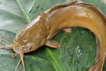 Cancer Risk, Mercury Poisoning, Organ Damage: This Toxic Fish Is Banned Yet Sold Openly