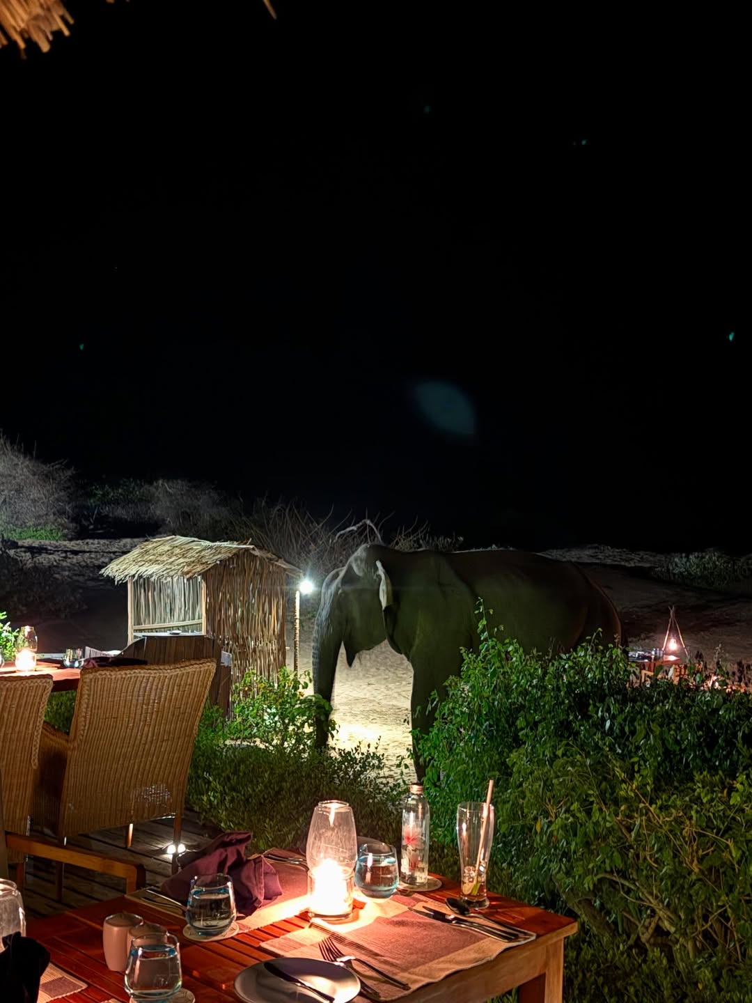 Vijay Varma’s Surprise Dinner Companion In Sri Lanka