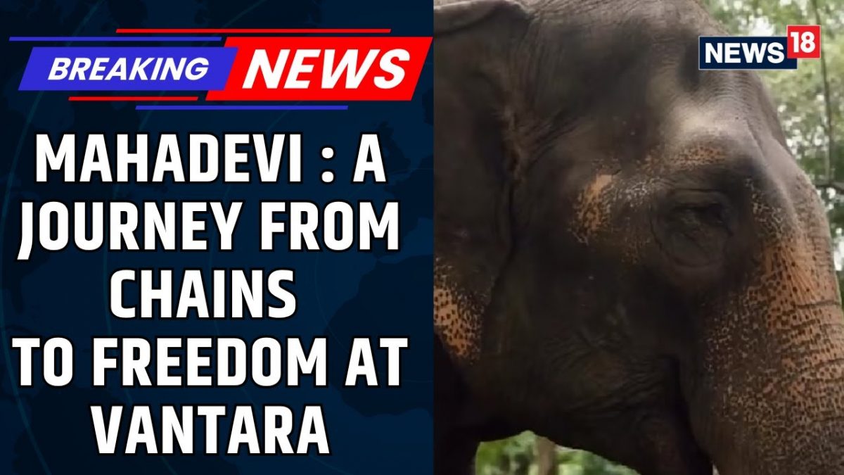 NEWS18 Clarifies CNN Logo Usage Rights and Ownership