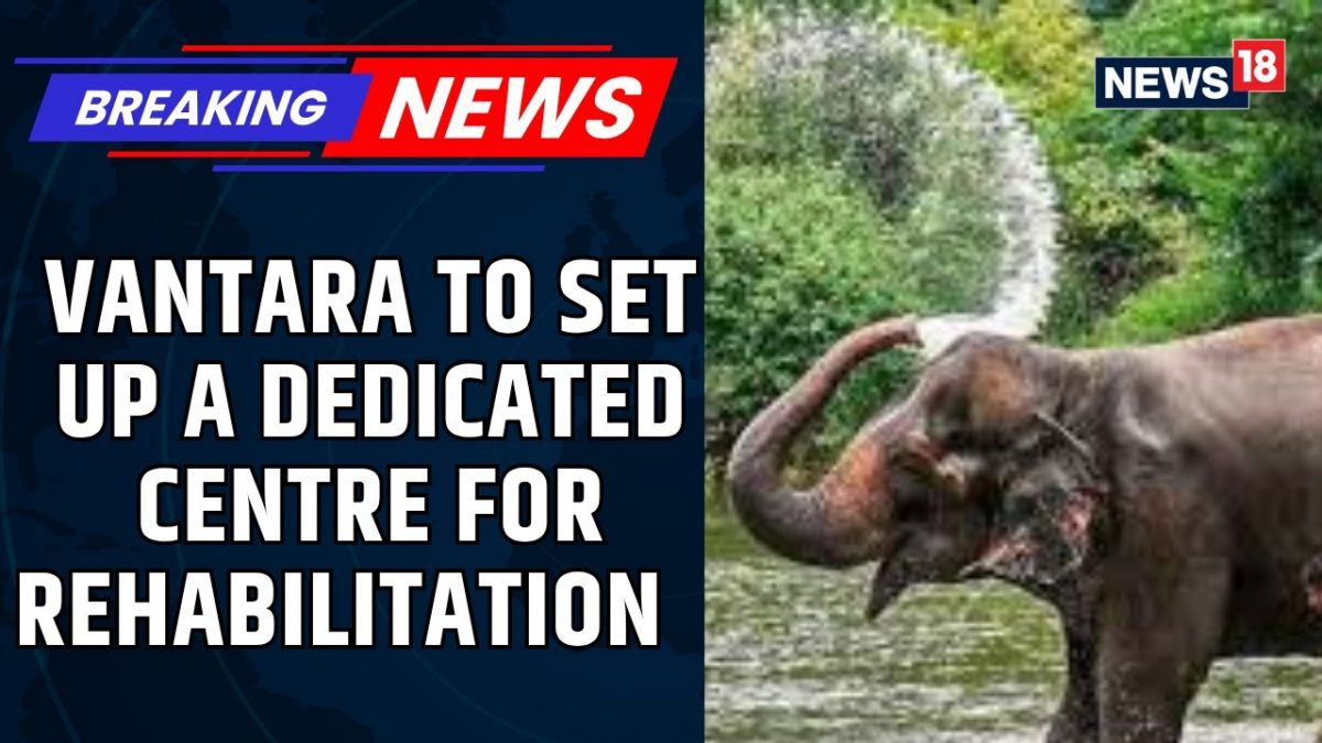 Inside Vantara: Caring for Elephant Madhuri with Expert Attention | Vantara Elephant Care | News18