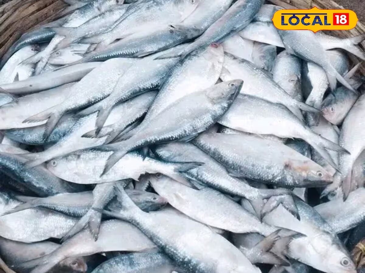 The hilsa season is in full swing. Full trawlers are docking with glistening, wide-bellied hilsa, yet buyers at local fish markets are stunned at the prices. Despite the flood of supply, the cost of this prized fish remains stubbornly high, leading many to wonder, where are all the fish going, and why isn’t the price falling? The hilsa season is in full swing. Full trawlers are docking with glistening, wide-bellied hilsa, yet buyers at local fish markets are stunned at the prices. Despite the flood of supply, the cost of this prized fish remains stubbornly high, leading many to wonder, where are all the fish going, and why isn’t the price falling?