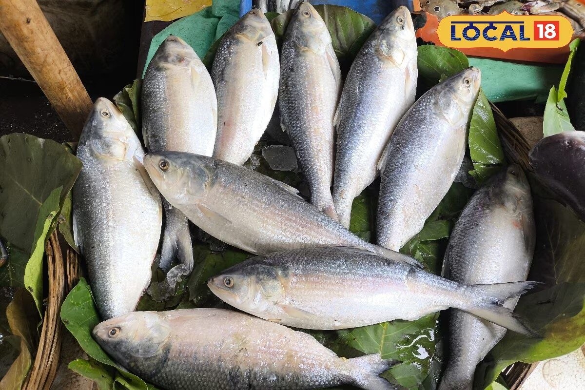 Fishermen returning from the deep sea are unloading tons of hilsa at coastal ports, but the retail market tells a different story. In Kolkata’s markets and beyond, hilsa prices have reached a level where many middle-class consumers are forced to walk away. Fish weighing 500-600 grams is selling for Rs 700–800, while hilsa in the 800–900 gram range now fetches over Rs 1,200. A one-kilo fish is priced around Rs 1,600, and if you're eyeing 2kg of the so-called "royal hilsa", expect to pay Rs 4,000. Fishermen returning from the deep sea are unloading tons of hilsa at coastal ports, but the retail market tells a different story. In Kolkata’s markets and beyond, hilsa prices have reached a level where many middle-class consumers are forced to walk away. Fish weighing 500-600 grams is selling for Rs 700–800, while hilsa in the 800–900 gram range now fetches over Rs 1,200. A one-kilo fish is priced around Rs 1,600, and if you're eyeing 2kg of the so-called "royal hilsa", expect to pay Rs 4,000.