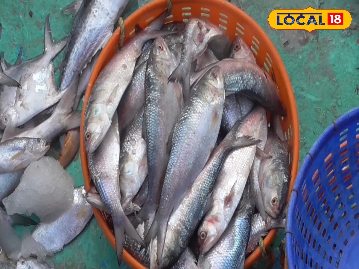 According to Bijan Maiti, Secretary of the Kakdwip Fisherman Welfare Association, part of the answer lies in post-catch storage. "When a large volume of fish arrives, wholesalers store the hilsa in cold storages in Diamond Harbour and Kolkata. They release the stock gradually to keep prices high. This is exactly what’s happening now," he said. According to Bijan Maiti, Secretary of the Kakdwip Fisherman Welfare Association, part of the answer lies in post-catch storage. "When a large volume of fish arrives, wholesalers store the hilsa in cold storages in Diamond Harbour and Kolkata. They release the stock gradually to keep prices high. This is exactly what’s happening now," he said.