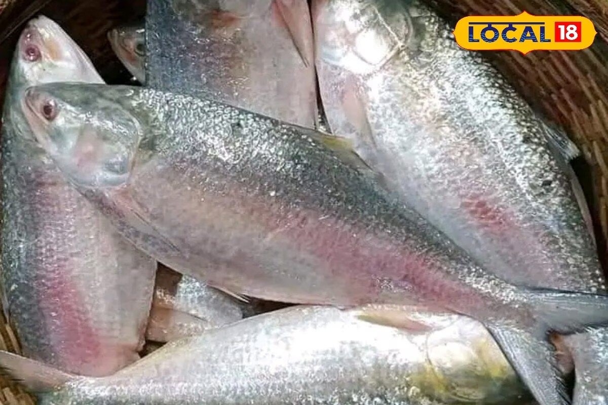 Fish that were once an affordable luxury are now nearly out of reach for middle-class consumers. There’s also a sharp divide between different varieties of hilsa flooding the market. While Bengali hilsa continues to command steep prices, between Rs 1,600-2,500 per kg for fish over 1 kg, the cheaper alternative comes from the western coast. Fish that were once an affordable luxury are now nearly out of reach for middle-class consumers. There’s also a sharp divide between different varieties of hilsa flooding the market. While Bengali hilsa continues to command steep prices, between Rs 1,600-2,500 per kg for fish over 1 kg, the cheaper alternative comes from the western coast.