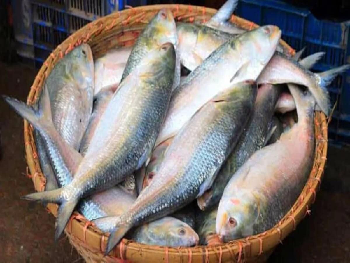 Known as "Bombay hilsa", these fish, sourced from Mumbai, Gujarat, and Maharashtra, are selling for just Rs 800 per kg. Though they are different in taste and texture, Bombay hilsa is full of eggs and has gained traction among buyers specifically looking for roe-rich fish. For many, this is a compromise worth making. But traditionalists argue that nothing compares to the aroma and flavour of authentic Padma or Ganga hilsa. Known as "Bombay hilsa", these fish, sourced from Mumbai, Gujarat, and Maharashtra, are selling for just Rs 800 per kg. Though they are different in taste and texture, Bombay hilsa is full of eggs and has gained traction among buyers specifically looking for roe-rich fish. For many, this is a compromise worth making. But traditionalists argue that nothing compares to the aroma and flavour of authentic Padma or Ganga hilsa.