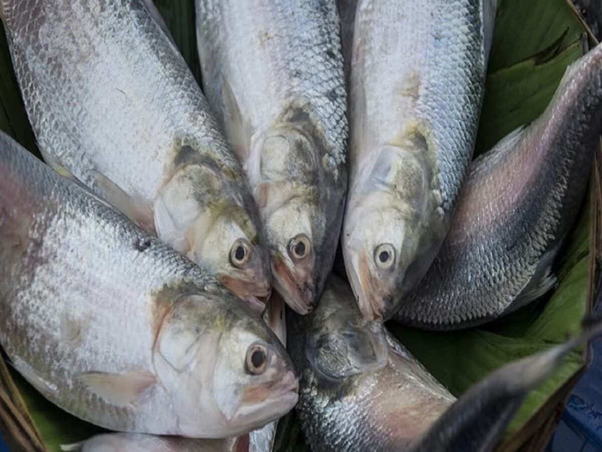 At ground level, however, the reality remains stark. Prices continue to rise, storage remains opaque, and the average consumer is left clutching an empty wallet, and no fish. At ground level, however, the reality remains stark. Prices continue to rise, storage remains opaque, and the average consumer is left clutching an empty wallet, and no fish.