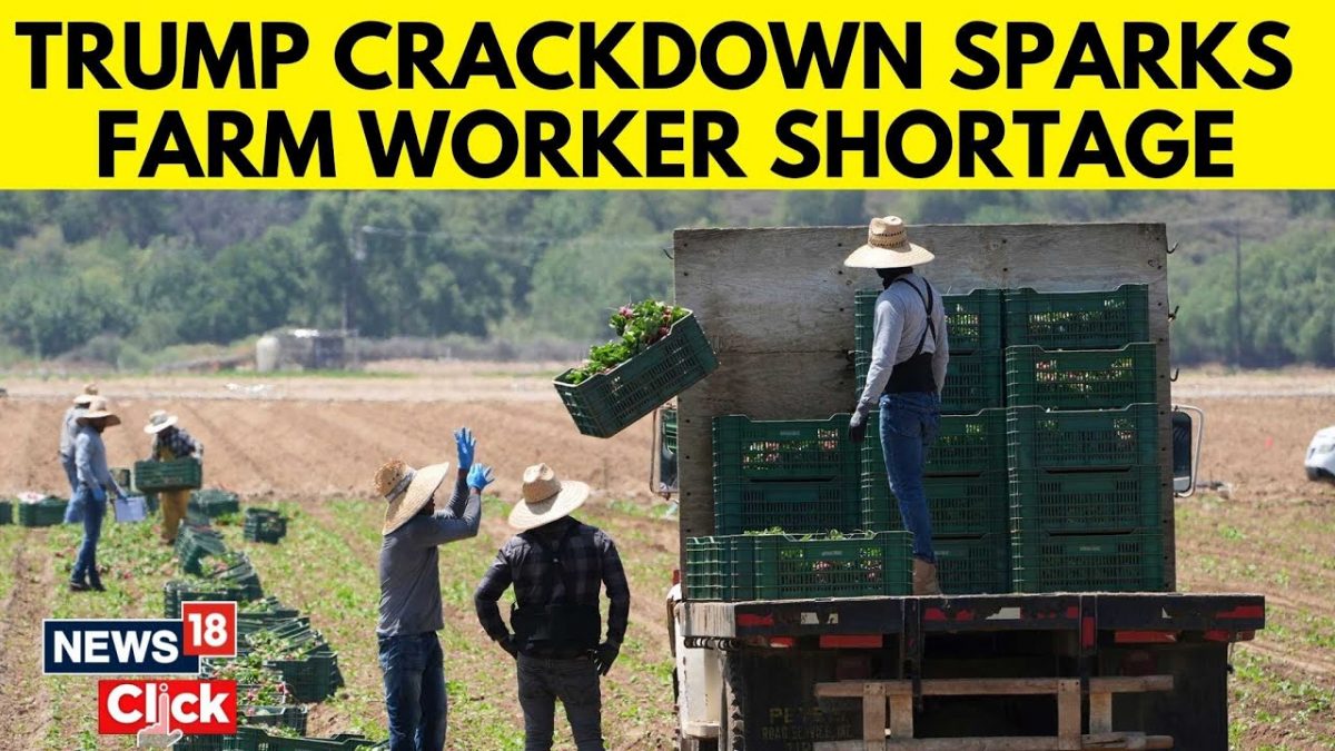 Trump Immigration Crackdown Sparks Shortage Of Workers In US Farms ...