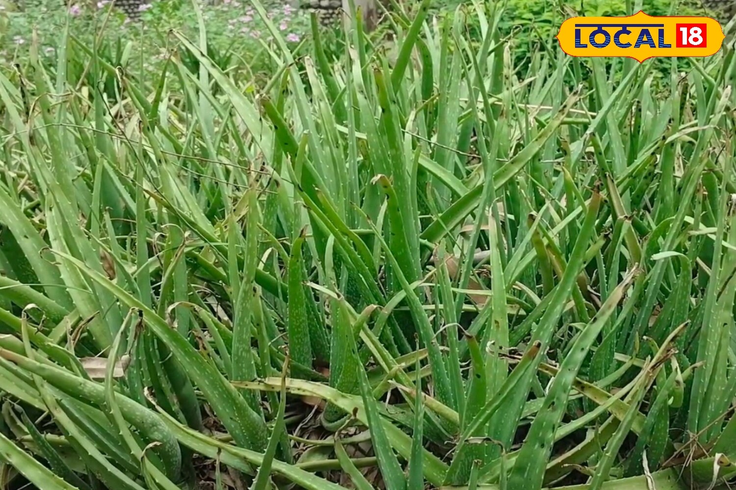 मेरठ, एलोवेरा जेल, आयुर्वेदिक प्रकृति, सुंदरता, चेहरा, उपयोग, एक्सपर्ट, लोकल-18,Meerut, Aloe Vera Gel, Ayurvedic Nature, Beauty, Face, Uses, Expert, Local-18