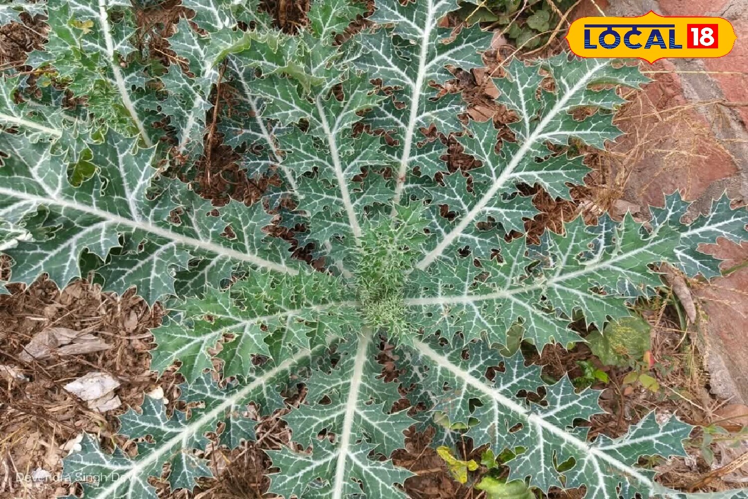 Along roads and open land, a thorny plant with small pointed leaves and tiny yellow flowers is often overlooked. Despite its unassuming appearance, this plant is known for its ability to treat a variety of skin problems. (News18 Hindi)