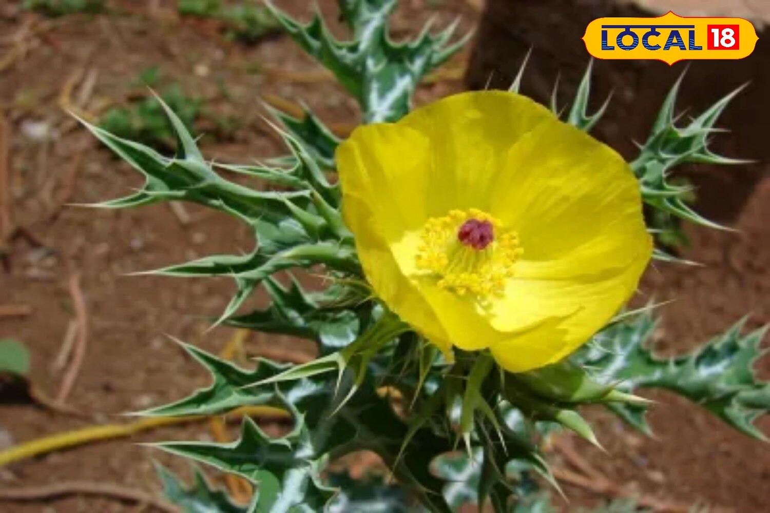 Experts recognise this plant as a potential natural remedy. When spotted along roadsides or in open land, Satyanashi can serve as a small, ready-to-use ‘skin clinic’, offering benefits without the cost of conventional treatments. (News18 Hindi)