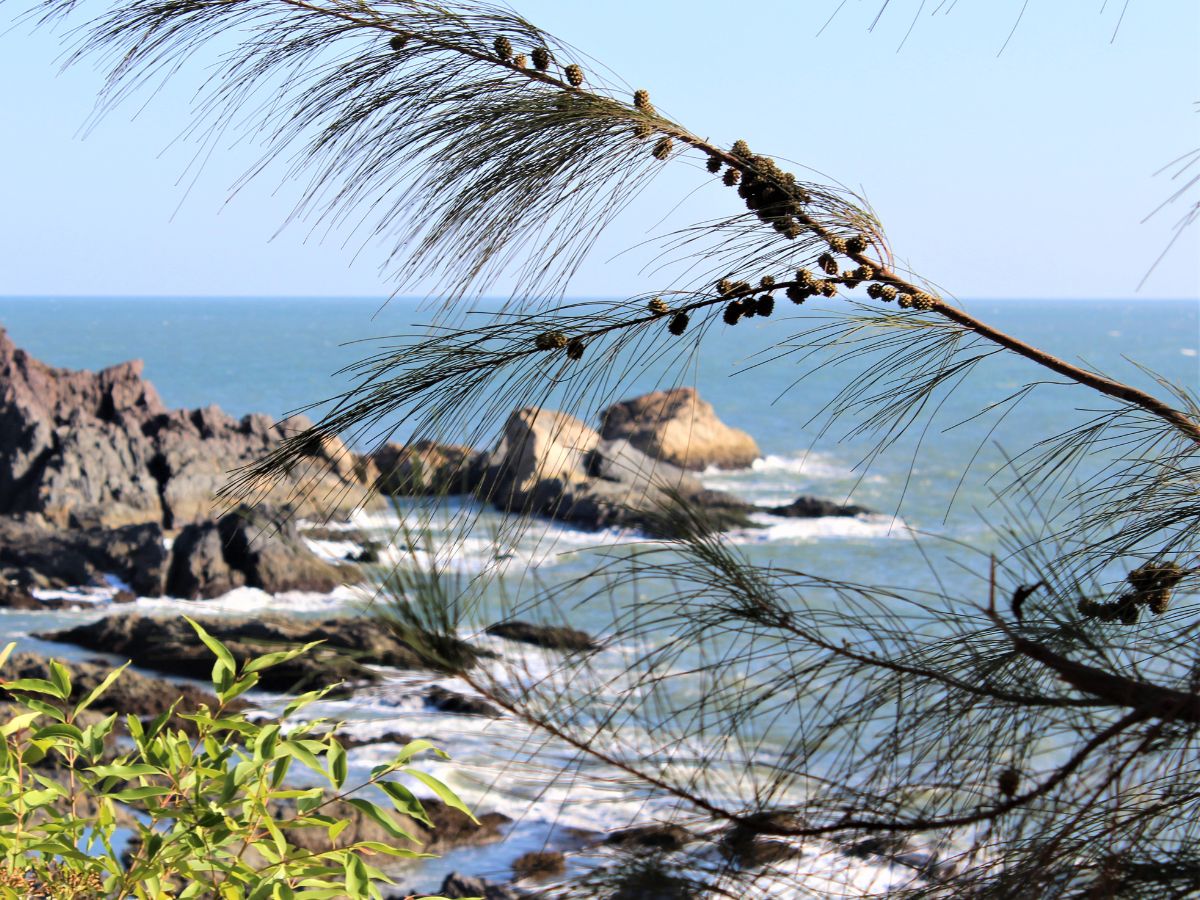 GOKRNA BEACH, कर्नाटक: कर्नाटक में स्थित, GOKRNA BEACH बैकपैकर्स और एडवेंचर लवर्स के बीच एक लोकप्रिय विकल्प बन गया है। इसकी अपील ट्रेकिंग ट्रेल्स और दर्शनीय समुद्री दृश्यों के संयोजन में है, जो एक अलग तटीय अनुभव बनाती है। गोवा की तुलना में कम भीड़, समुद्र तट एक शांतिपूर्ण और आराम से माहौल बरकरार रखता है, जिससे यह दोस्तों के साथ यात्रा करने वालों के लिए पसंदीदा है या एक शांत छुट्टी की मांग करता है। (News18 हिंदी)