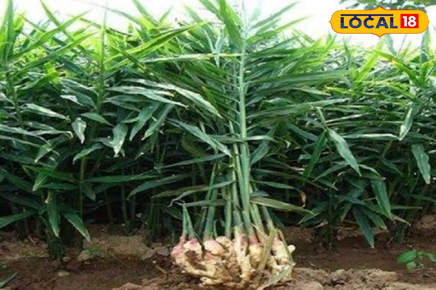 He further stated that May to August is the most suitable period for sowing ginger. During planting, the distance between rows should be kept at 30–40 cm and between plants at 20–25 cm. Seed pieces are sown at a depth of 4–5 cm and covered lightly with soil or organic manure to ensure healthy sprouting. (News18 Hindi)