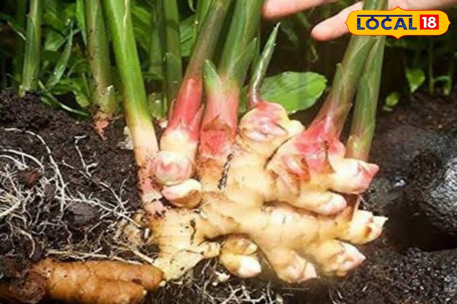 While rainfall during the monsoon generally meets the water requirement of the crop, even distribution of rain is crucial during the growth phase. Dry weather one month prior to harvesting is also necessary to maintain the quality of produce. Farmers are advised to use drip irrigation systems wherever possible to supplement rainfall. (News18 Hindi)