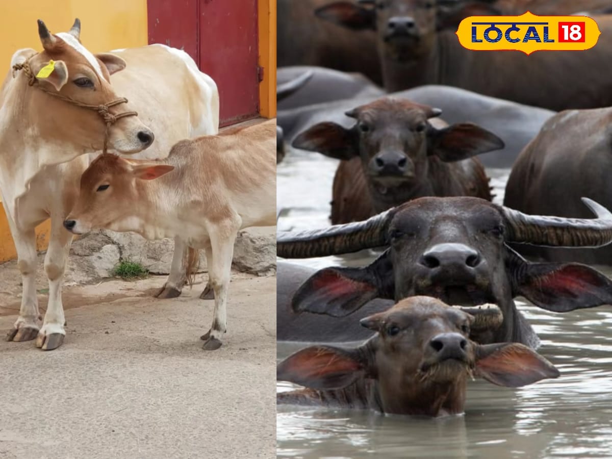 In rural areas, cows and buffaloes are not just a source of livelihood but also provide essential nutrition. Milk from these animals, especially pure desi ghee or curd, is considered highly beneficial for people of all age groups. However, questions often arise about whether consuming milk from pregnant animals is safe or harmful. (News18 Hindi)
