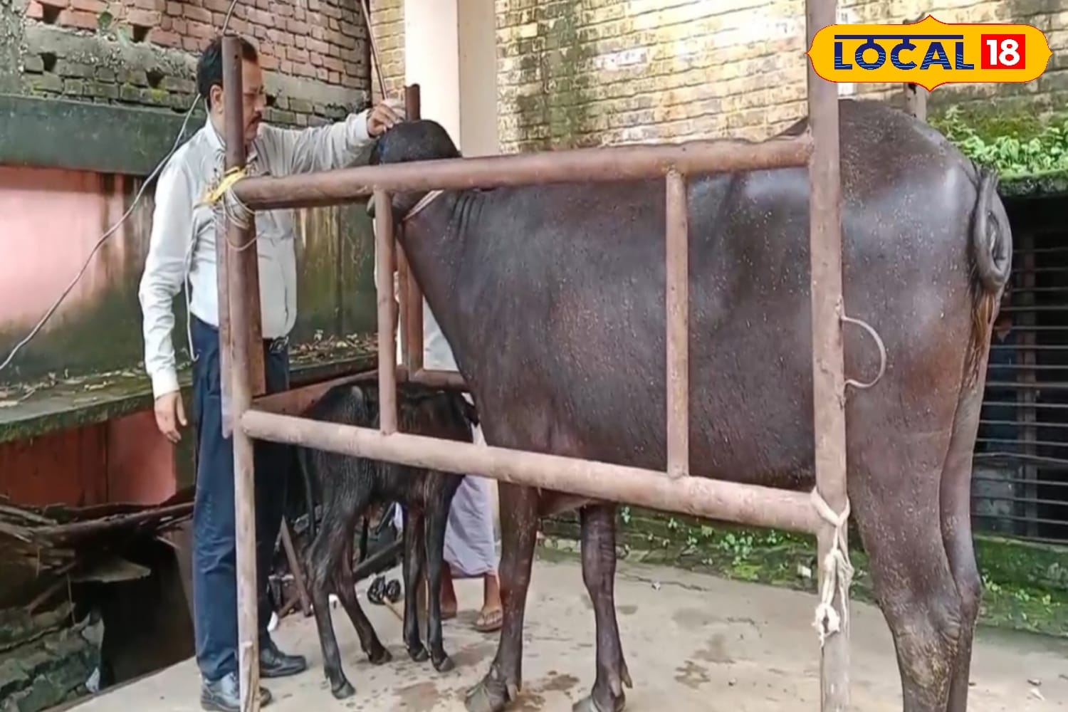 Dr Dwivedi emphasises the importance of consulting a veterinary specialist before extracting milk from pregnant animals. Providing a balanced diet to the mother and boiling the milk before consumption ensures it is safe. Pregnant cows and buffaloes should be given a specially nutritious diet to support the healthy development of the calf. (News18 Hindi)