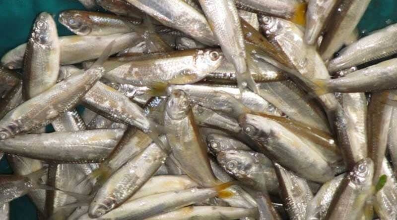 In many countries, raw fish is a dietary staple. However, in tropical climates, consuming raw fish can be dangerous. It may carry harmful bacteria, causing stomach pain, infections, or, in severe cases, even death. (News18 Bengali) In many countries, raw fish is a dietary staple. However, in tropical climates, consuming raw fish can be dangerous. It may carry harmful bacteria, causing stomach pain, infections, or, in severe cases, even death. (News18 Bengali)